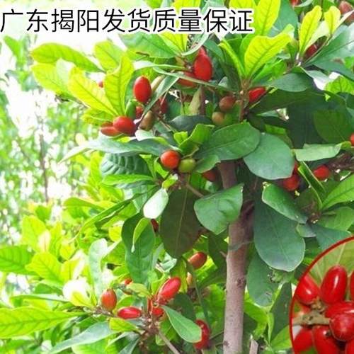 台湾神秘果树苗变味果苗四季结果