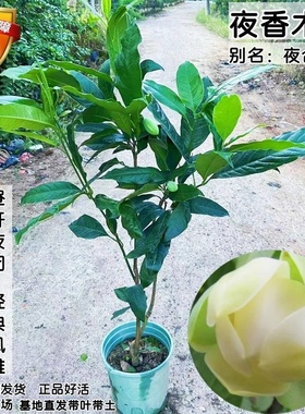 夜合花苗 浓香花朵超大 夜香木兰花 武夷木莲花 当年开花植物盆栽