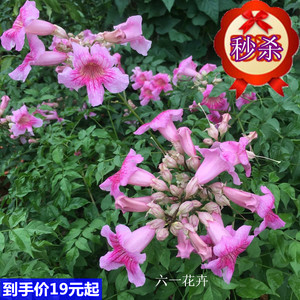 粉凌霄花苗 紫云花 紫云藤 爬藤植物 庭院篱笆墙 四季开花多花美