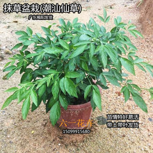 包邮潮汕仙草苗石榴红花瑞草苗抹草盆栽小槐花三叶青家居盆栽阳台