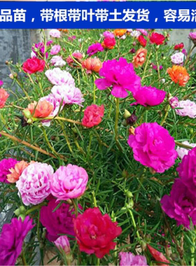 混色阳台花苗松叶牡丹
