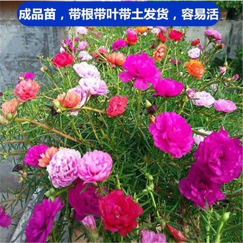 混色阳台花苗松叶牡丹