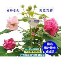 變色重瓣木芙蓉花苗當年開花好養(yǎng)