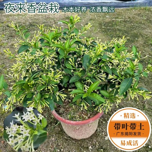 夜来香花苗浓香花卉净化驱蚊植物