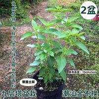 Edible basil potted plants, golden lotus seedlings, basil potted plants, Perilla plants, seasonings, spices, herbs, indoor and outdoor green plants thumbnail 2