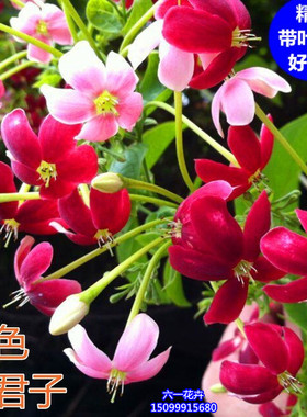 使君子花苗爬藤植物室内外重瓣藤类攀爬花卉阳台围墙花水君子花苗