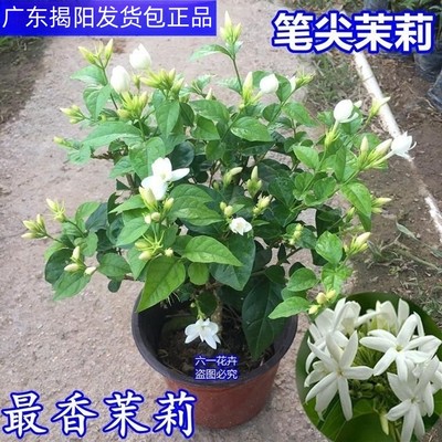 笔尖茉莉好养四季开花浓香花期长