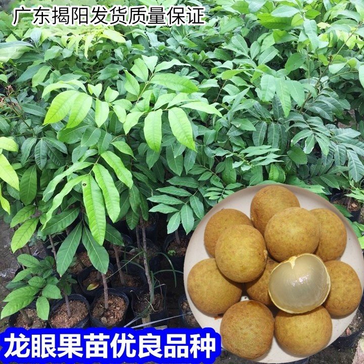 龙眼苗正宗石硖龙眼树苗嫁接四季龙眼果苗当年结果树果苗带土带叶