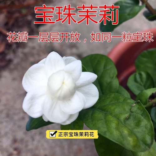 宝珠茉莉花盆栽圆叶茉莉重瓣多花