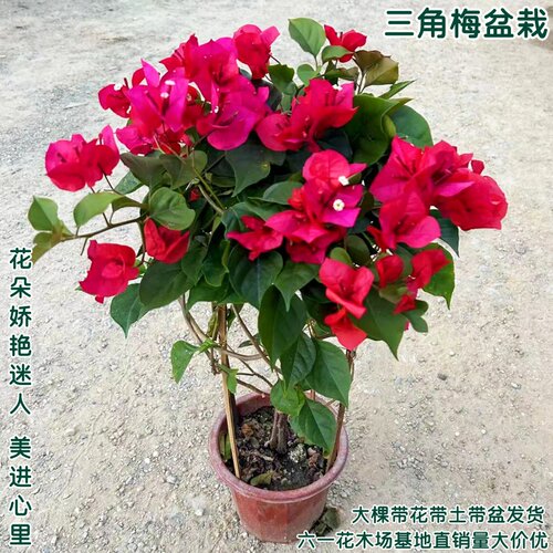 三角梅盆栽带花绿樱大苗红樱云南紫耐寒爬藤植物簕杜鹃花好养四季
