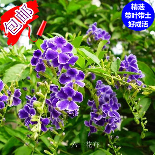 蕾丝金露花盆栽 甘露花多年生植物室内外盆栽花苗好养 巧克力花苗