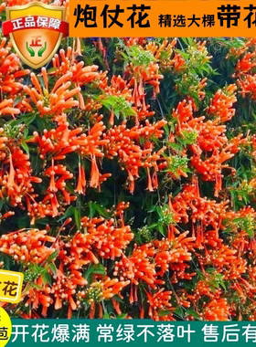 炮仗花苗爬藤植物鞭炮花当年开花
