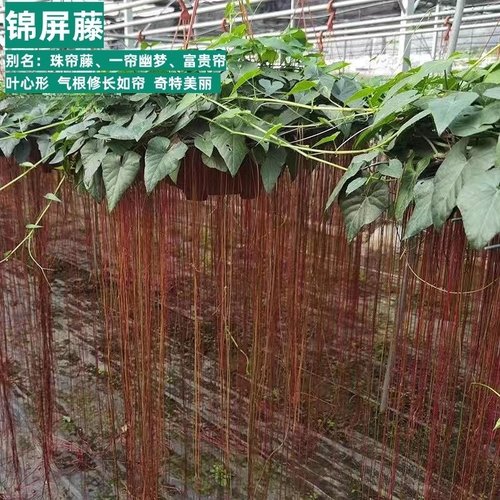 锦屏藤苗富贵帘龙须藤爬藤植物花