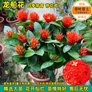 龙船花盆栽带花仙丹花水绣球花苗室内外阳台庭院植物好养开花不断