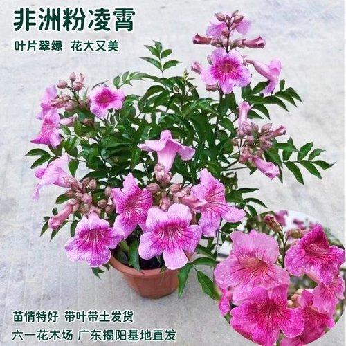 粉凌霄盆栽紫云藤耐热耐寒花期长