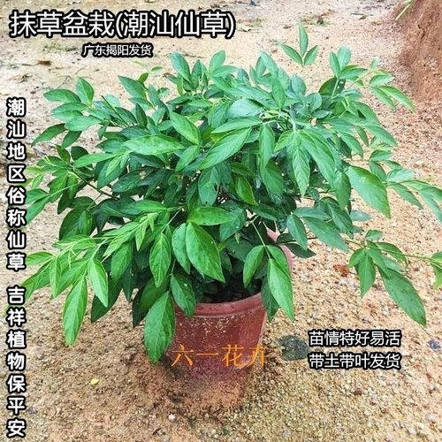 潮汕仙草盆栽红花石榴花苗抹草苗