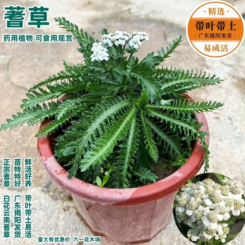 云南蓍草虱鬓草祛风化石药用植物