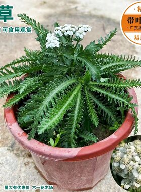 云南蓍草虱鬓草祛风化石药用植物