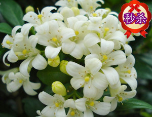 九里香花苗 千里香 七里香苗 驱蚊植物 浓香绿植易活好养植物盆栽