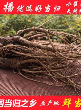 2025甘肃药材新鲜当归岷县鲜当归128.6/500克包邮陇西黄芪 党参