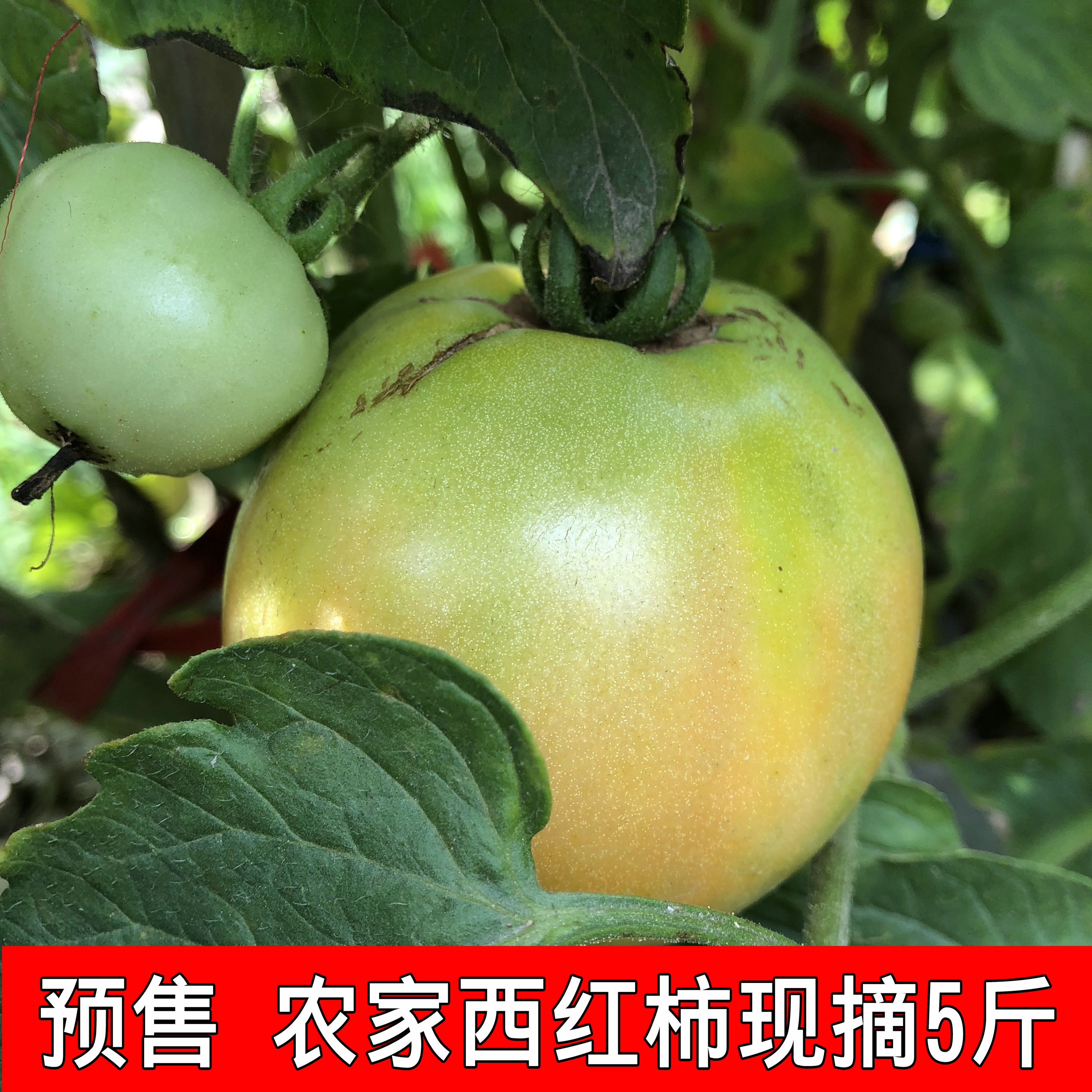 Î÷ºìÊÁ ÐÂÏÊ Å©¼Ò5½ï ´¿ÌìÈ»Óлú×ÔÈ»Êì·¬ÇѲ»´ßÊìÎÞÌí¼ÓÂÌÉ«Êß²Ë