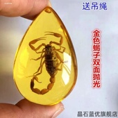 琥珀昆虫标本蝎子蝴蝶螃蟹吊坠小学课本儿童科普虫珀树脂摆件礼物