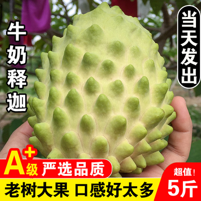 寻乡农品牛奶释迦果新鲜现摘水果