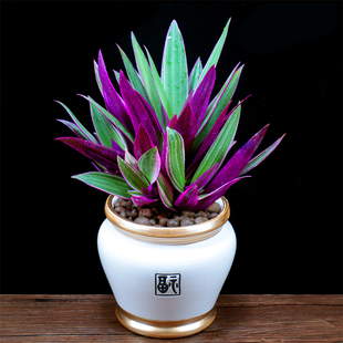 紫露兰盆栽油画吊兰花卉植物室内花好养净化空气四季常青观叶绿植