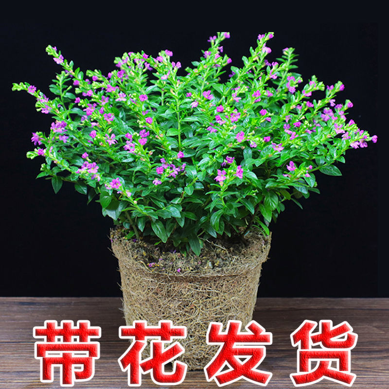 满天星盆栽带花苞花卉室外阳台庭院四季常青开花不断美观鲜花真花