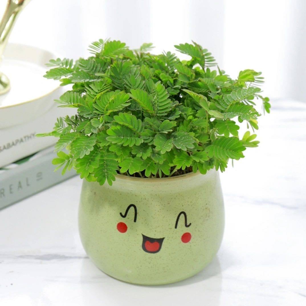 含羞草盆栽室内好养易活开花花卉净化空气趣味绿植害羞草鲜活植物