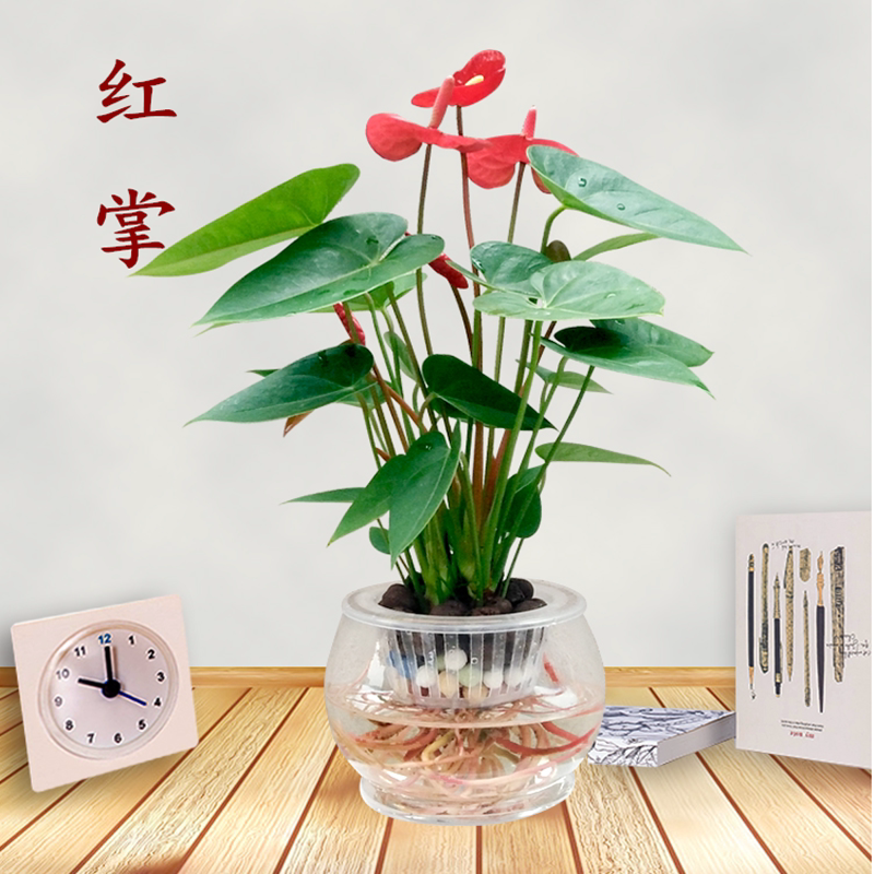 水培绿萝植物四季开花红掌盆栽
