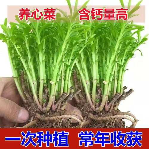 养心菜根苗高钙菜阳台盆栽庭院多年生四季种植费菜三七老根可食用