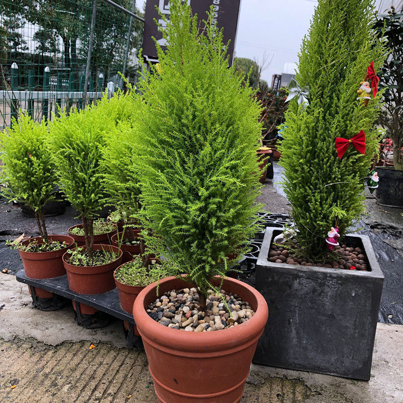 香松盆栽金冠柏客厅圣诞树苗有香味室内四季常绿盆景净化空气包邮