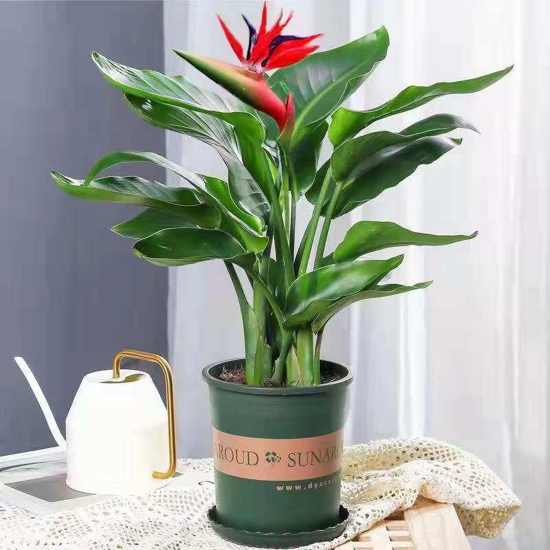 天堂鸟盆栽花卉植物室内易养活无土水培植物鹤望兰客厅绿植小树苗