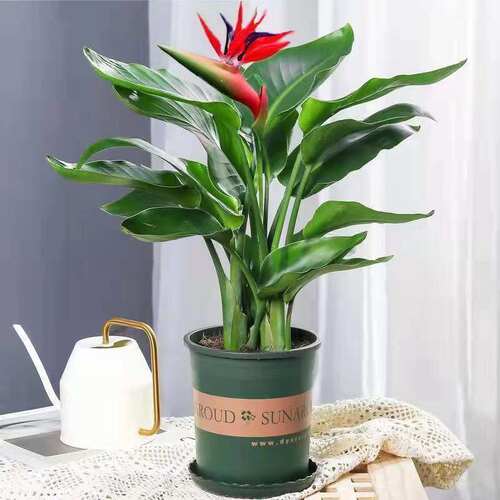 天堂鸟盆栽花卉植物室内易养活无土水培植物鹤望兰客厅绿植小树苗