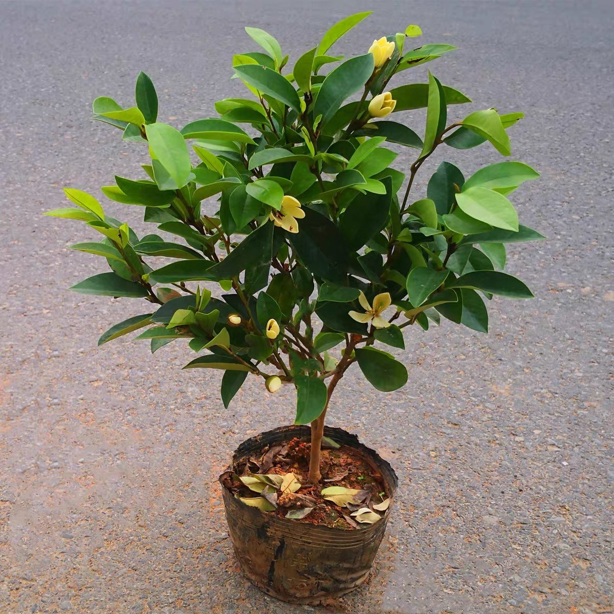 含笑花苗香妃花树浓香型四季花卉植物庭院阳台当年开花四季青耐寒