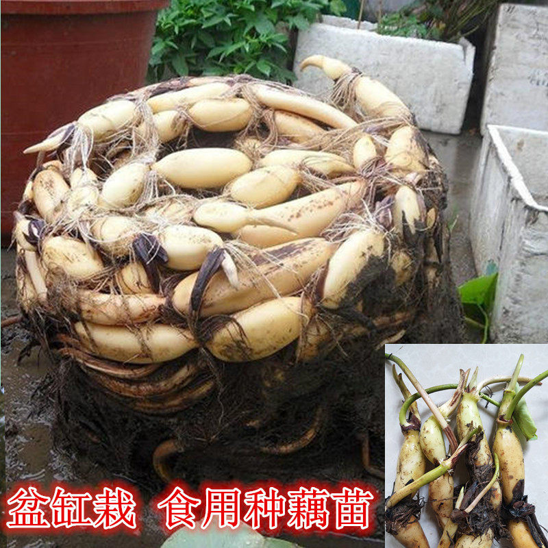 食用藕种藕苗莲藕种根苗荷花盆栽水养缸桶水培池塘高产莲藕苗种植