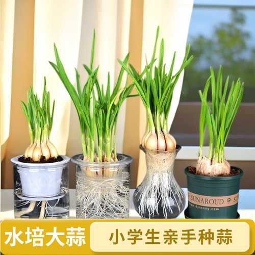 透明水培大蒜盆栽观察记录