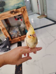 纯手养亲人玄风鹦鹉特点拿回去就能上手撸粘人不怕人个人玩家精养