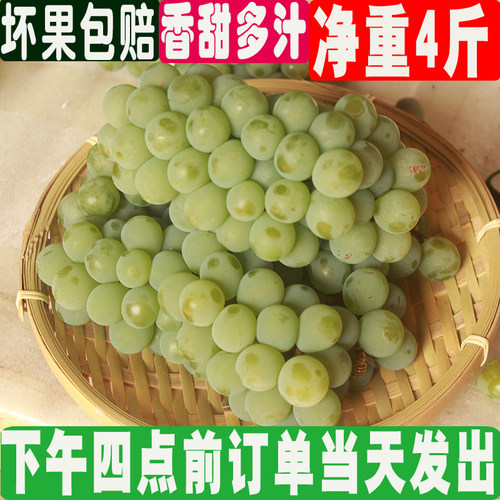 2025新鲜水果湖南水晶葡萄