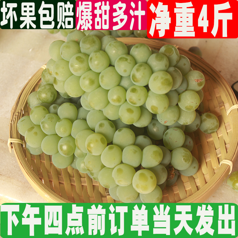 2025新鲜水果湖南水晶葡萄