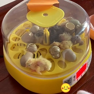 可孵化鸡蛋鸭蛋芦丁鸡种蛋小鸡小黄鸭小黑鸭受精种蛋全自动孵化器