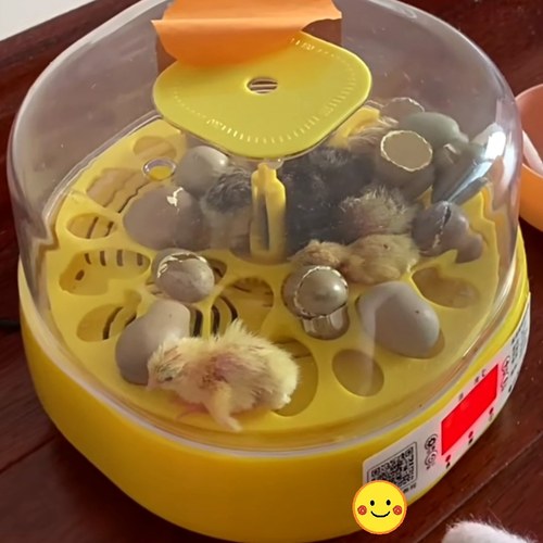 可孵化鸡蛋鸭蛋芦丁鸡种蛋小鸡小黄鸭小黑鸭受精种蛋全自动孵化器