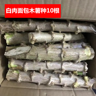面包木薯种苗广西新鲜白心白肉木薯种子茎板栗木薯杆树茎苗粉糯香