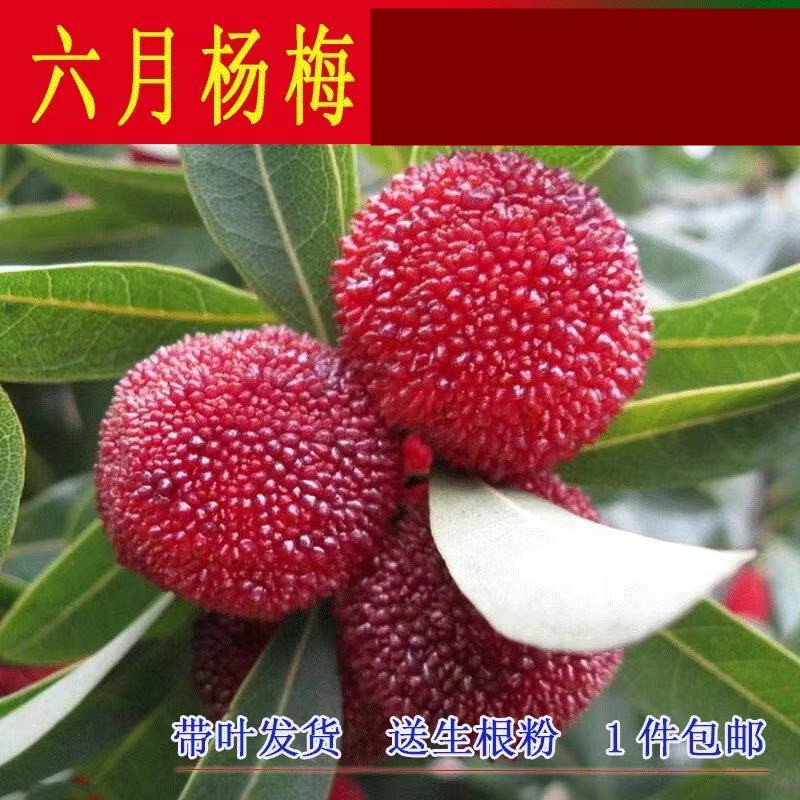 杨梅树苗梅树苗嫁接苗六月杨梅苗早熟东魁杨梅苗果树苗可盆栽地栽