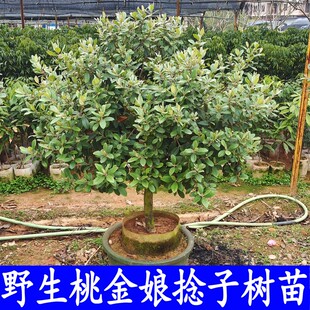 桃金娘树苗野生稔子树观赏老桩大树带土带叶当年结果南方种盆栽