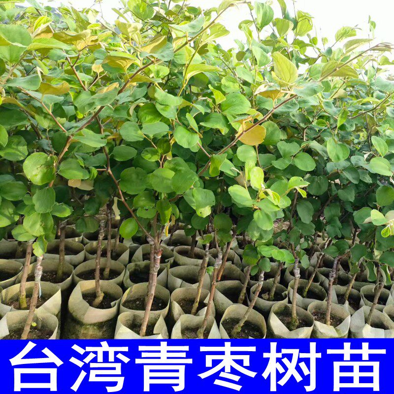 台湾青枣树苗嫁接苗南北方种植