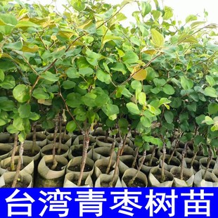 台湾青枣树苗嫁接苗青枣苗南北方种植庭院阳台地栽盆栽当年结果