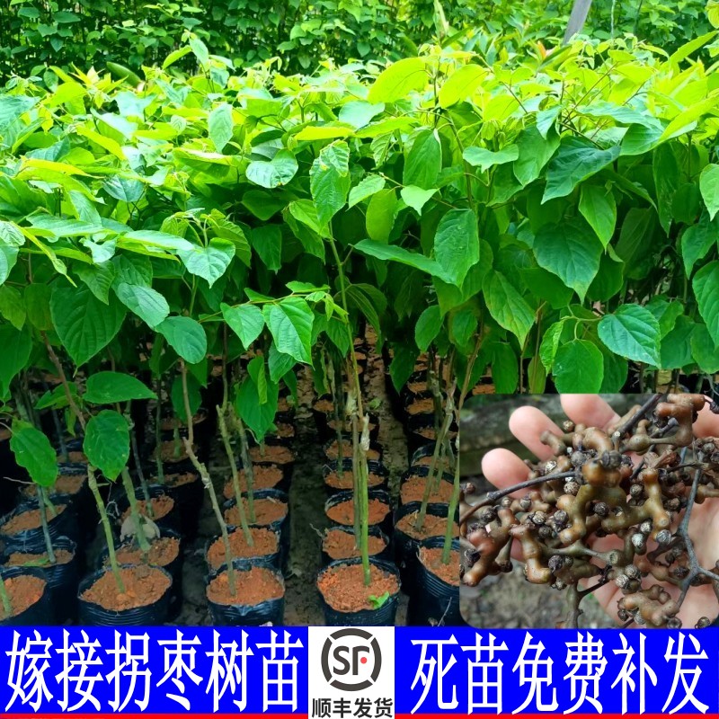 拐枣苗树拐枣嫁接苗金钩梨万寿果