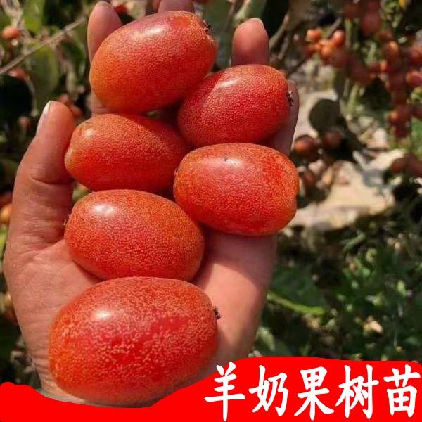 羊奶果树苗嫁接苗德甜二号特大果胡秃子羊巴奶果树苗纯甜南北方种